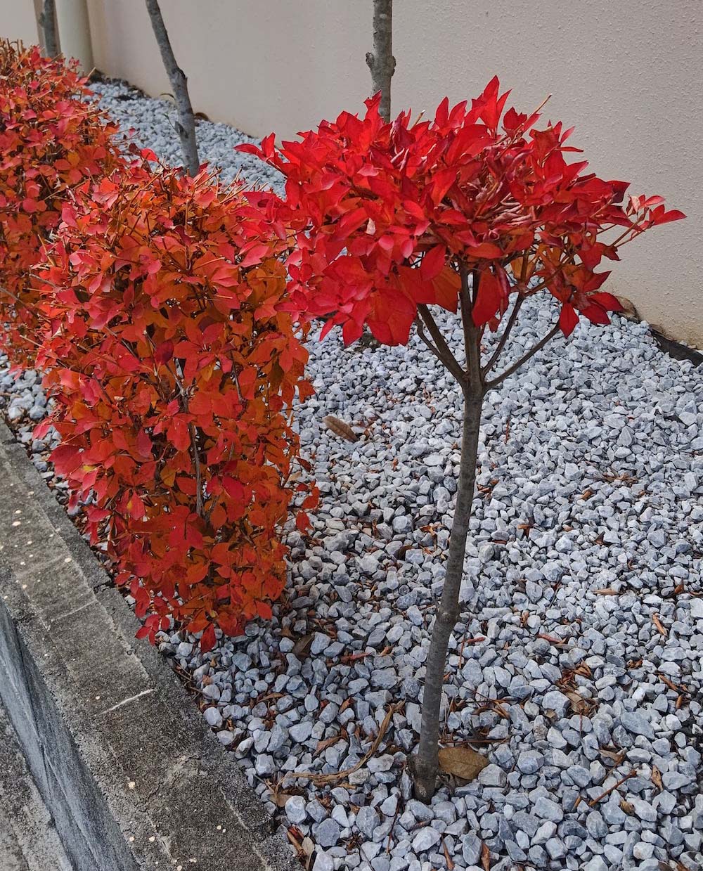 容姿淡麗。。特大天然ドウダンツツジ。 【公式通販】