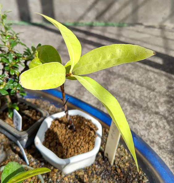 シラカシの植え替え 盆樹流 ぼんじゅーる